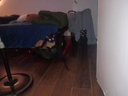 Reunited Male Cat last seen Avenue 50, Los Angeles, CA 90042