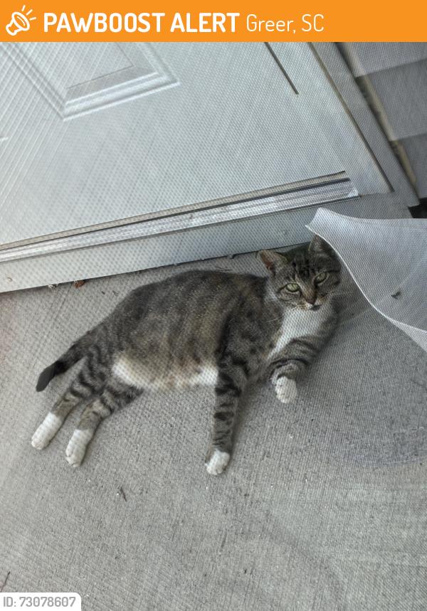 Found/Stray Female Cat last seen Walmart Supercenter E Wade Hampton, Greer, SC 29651