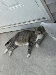 Found/Stray Female Cat last seen Walmart Supercenter E Wade Hampton, Greer, SC 29651