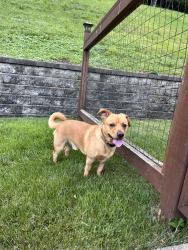 Found/Stray Male Dog last seen Lil Moes on main street, Philippi, WV 26416