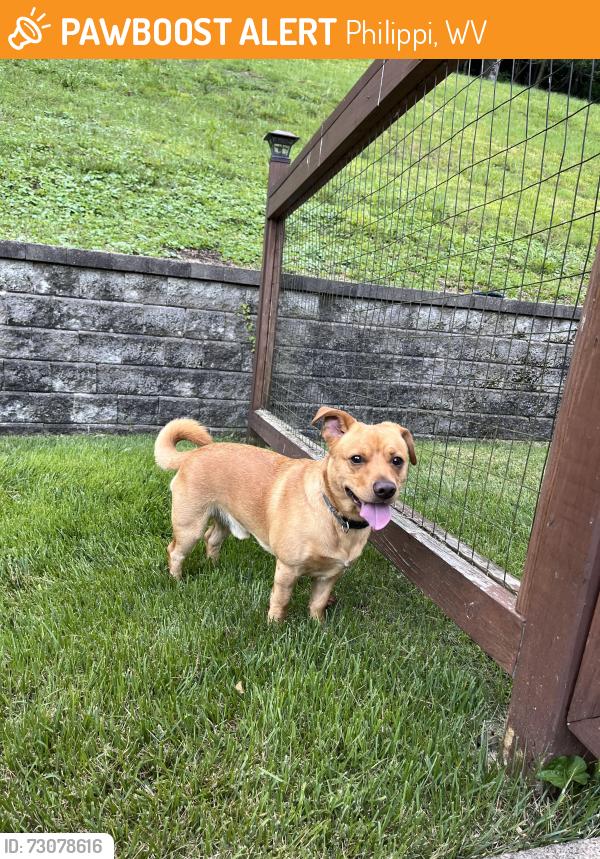 Found/Stray Male Dog last seen Lil Moes on main street, Philippi, WV 26416