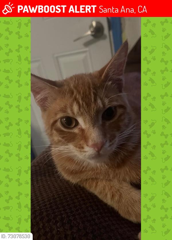 Lost Male Cat last seen Bobby ln and laird st, Santa Ana, CA 92706