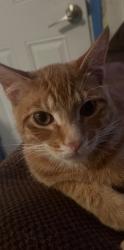 Lost Male Cat last seen Bobby ln and laird st, Santa Ana, CA 92706