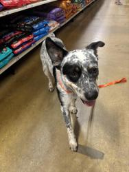 Found/Stray Male Dog last seen Not sure, Oklahoma City, OK 73116