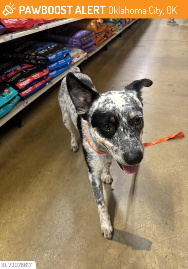 Found/Stray Male Dog last seen Not sure, Oklahoma City, OK 73116