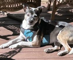 Reunited Male Dog last seen Willard Road, Red Hook, NY, Red Hook, NY 12571