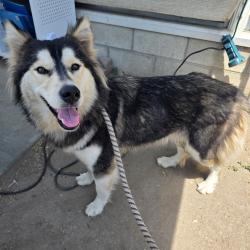 Found/Stray Female Dog last seen Near San Francisco Ave, Long Beach, CA 90806, Long Beach, CA 90806