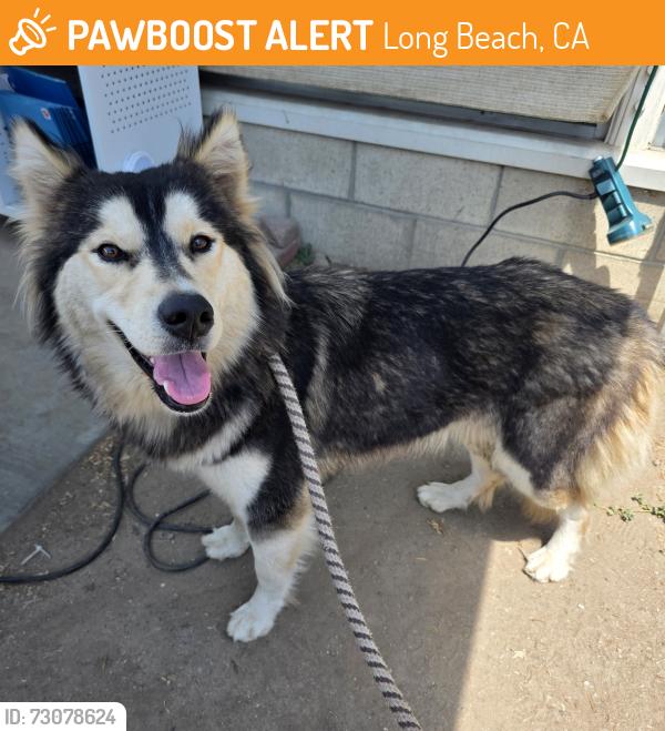 Found/Stray Female Dog last seen Near San Francisco Ave, Long Beach, CA 90806, Long Beach, CA 90806