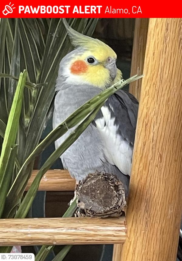 Lost Male Bird last seen Justin Morgan / Stone Valley, Alamo, CA 94507
