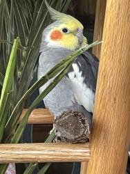 Lost Male Bird last seen Justin Morgan / Stone Valley, Alamo, CA 94507
