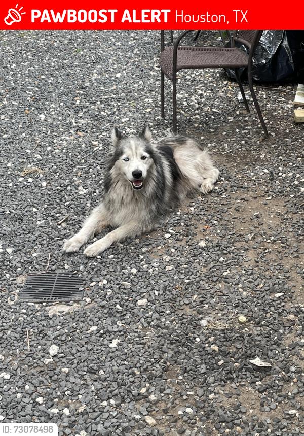 Lost Male Dog last seen Emnora Ln and Agar Ln, Houston, TX 77043