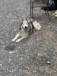 Lost Male Dog last seen Emnora Ln and Agar Ln, Houston, TX 77043