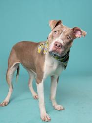 Shelter Stray Female Dog last seen Near Valleydale Dr., Atlanta, GA, 1251 Fulton Industrial Blvd NW, Atlanta, GA 30336, USA