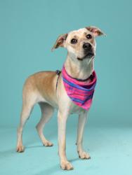 Shelter Stray Female Dog last seen Near Campbellton Rd Sw, Atlanta, GA, 1251 Fulton Industrial Blvd NW, Atlanta, GA 30336, USA