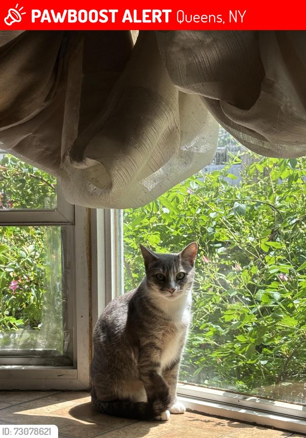 Lost Female Cat last seen Near 9th avenue college point ny, 11356, Queens, NY 11356