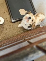 Shelter Stray Male Dog last seen Near Blk of McAnear, District 2 - West Cleburne,, 2375 Service Dr, Cleburne, TX 76033, USA