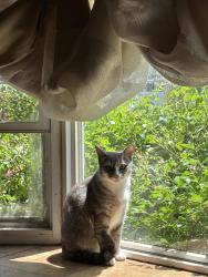 Lost Female Cat last seen Near 9th avenue college point ny, 11356, Queens, NY 11356