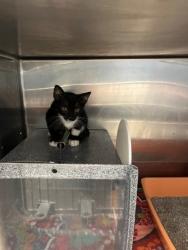 Shelter Stray Male Cat last seen Near Blk N Brazos, District 3 - East Cleburne,, 2375 Service Dr, Cleburne, TX 76033, USA