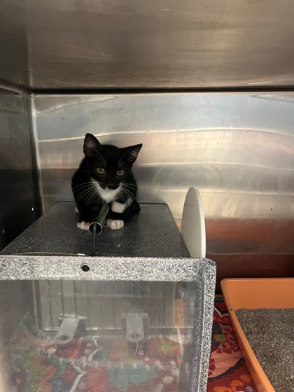 Shelter Stray Male Cat last seen Near Blk N Brazos, District 3 - East Cleburne,, 2375 Service Dr, Cleburne, TX 76033, USA