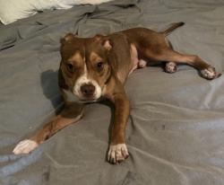Shelter Stray Male Dog last seen , 30032, GA, 3280 Chamblee Dunwoody Rd, Chamblee, GA 30341, USA