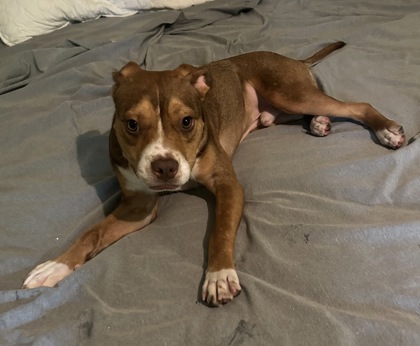 Shelter Stray Male Dog last seen , 30032, GA, 3280 Chamblee Dunwoody Rd, Chamblee, GA 30341, USA