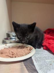 Shelter Stray Male Cat last seen Near cumberland dr, chamblee g.a 30341, 30341, GA, 3280 Chamblee Dunwoody Rd, Chamblee, GA 30341, USA
