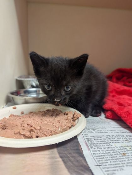 Shelter Stray Male Cat last seen Near cumberland dr, chamblee g.a 30341, 30341, GA, 3280 Chamblee Dunwoody Rd, Chamblee, GA 30341, USA