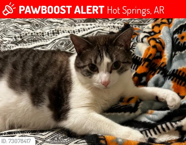 Lost Male Cat last seen Central Ave and Trail Head by Mountain Valley Water, Hot Springs, AR 71901