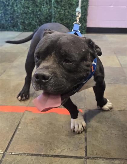 Shelter Stray Male Dog last seen Near N loop Dr, CITY of El Paso, TX, 5001 Fred Wilson Ave, El Paso, TX 79906, USA