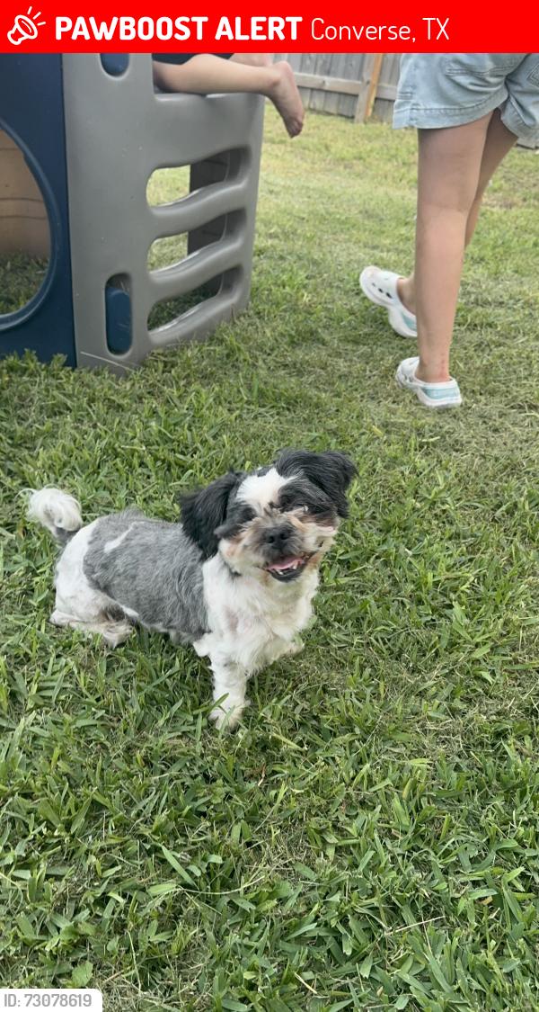 Lost Male Dog last seen Crest way and FM 1516, Converse, TX 78109
