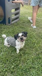 Lost Male Dog last seen Crest way and FM 1516, Converse, TX 78109