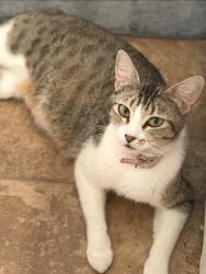 Lost Female Cat last seen Durham and oakdale, El Cajon, CA 92019