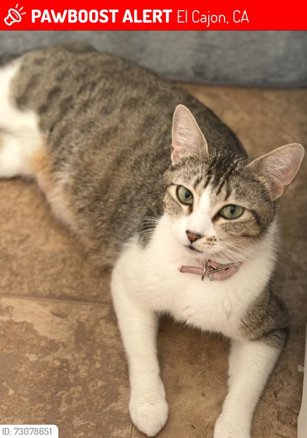 Lost Female Cat last seen Durham and oakdale, El Cajon, CA 92019