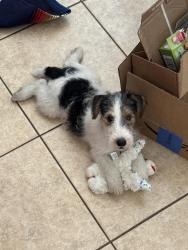 Found/Stray Male Dog last seen W Magnolia Blvd x Buena Vista, Burbank, CA 91506