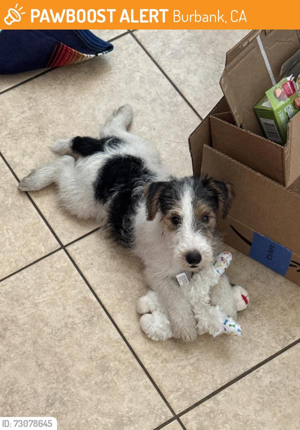 Found/Stray Male Dog last seen W Magnolia Blvd x Buena Vista, Burbank, CA 91506