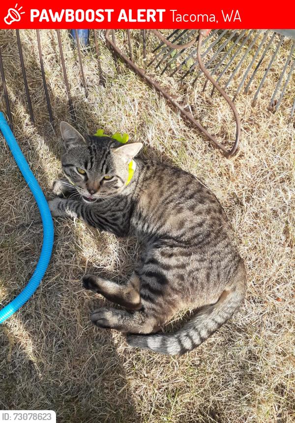 Lost Male Cat last seen Bst Spanaway Wa, Tacoma, WA 98445