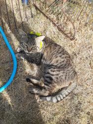 Lost Male Cat last seen Bst Spanaway Wa, Tacoma, WA 98445