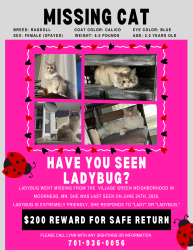 Lost Female Cat last seen Near village green dr, Moorhead, MN 56560
