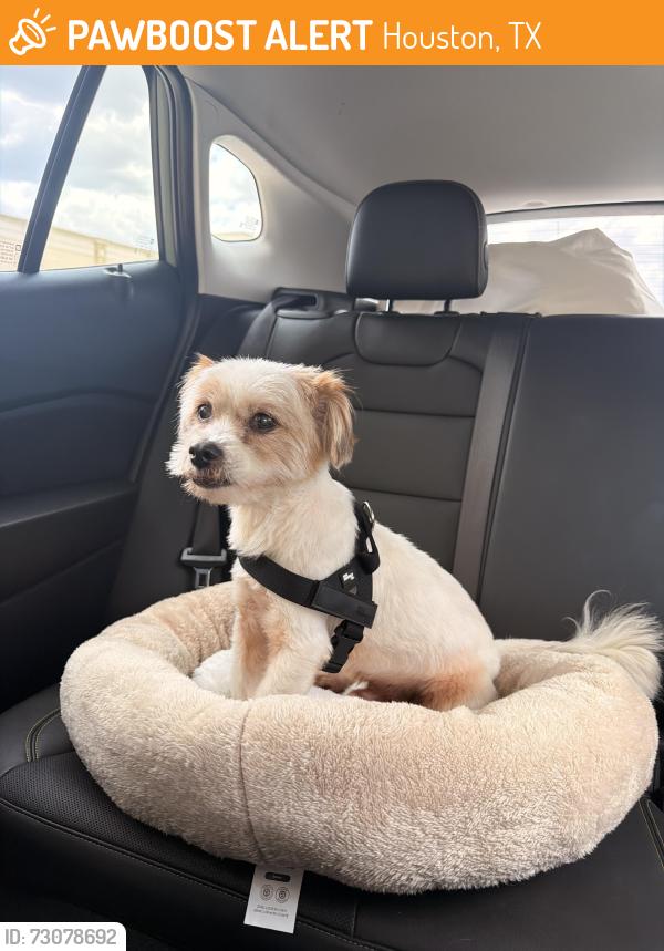 Found/Stray Male Dog last seen Near North Fwy Houston, TX 77037 United States, Houston, TX 77037