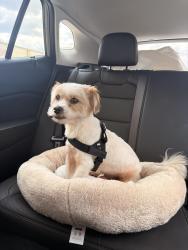 Found/Stray Male Dog last seen Near North Fwy Houston, TX 77037 United States, Houston, TX 77037