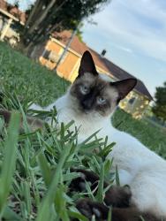 Lost Male Cat last seen rockcrusher rd, Lexington, NC 27292