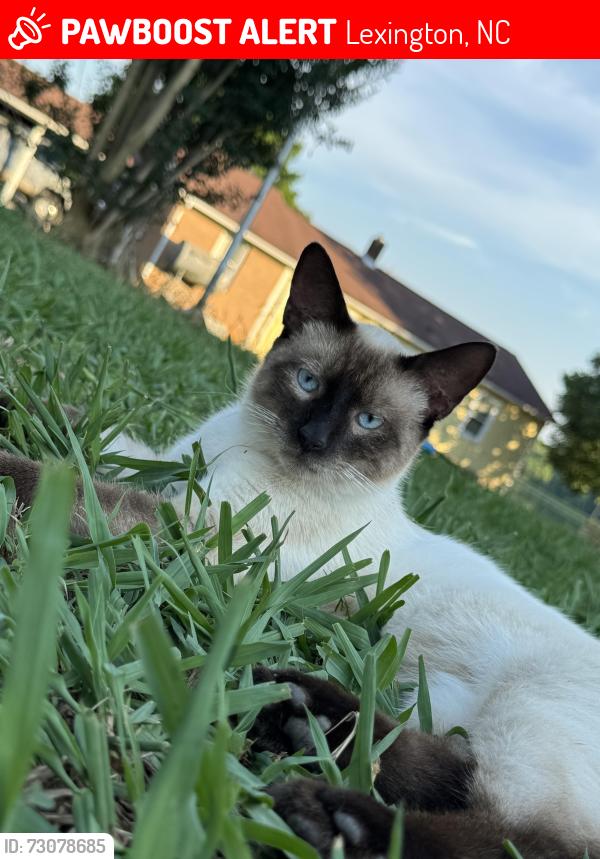 Lost Male Cat last seen rockcrusher rd, Lexington, NC 27292