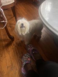 Lost Female Dog last seen Near Francis Lewis Blvd , Queens, NY 11429