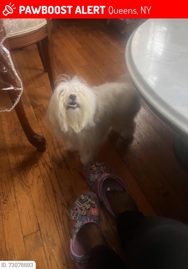 Lost Female Dog last seen Near Francis Lewis Blvd , Queens, NY 11429