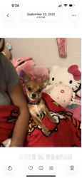 Lost Male Dog last seen First and McKinley or 1st and olive by dollar tree or the Dino gas station, Fresno, CA 93703