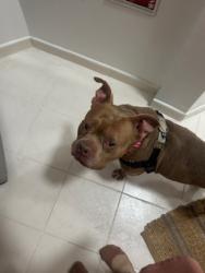 Shelter Stray Male Dog last seen E 174 Street, BRONX, NY, 10452, 326 E 110th St, New York, NY 10029, USA