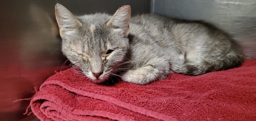 Shelter Stray Female Cat last seen Near S Twain Drive, Magna Township, UT, 84044, 511 W 3900 S, Salt Lake City, UT 84123, USA