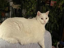 Reunited Female Cat last seen Penderbrook community, Fairfax, VA 22033