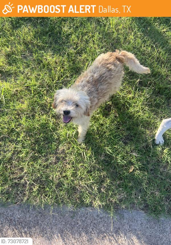 Found/Stray Male Dog last seen Urban crest, Dallas, TX 75227