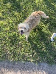 Found/Stray Male Dog last seen Urban crest, Dallas, TX 75227